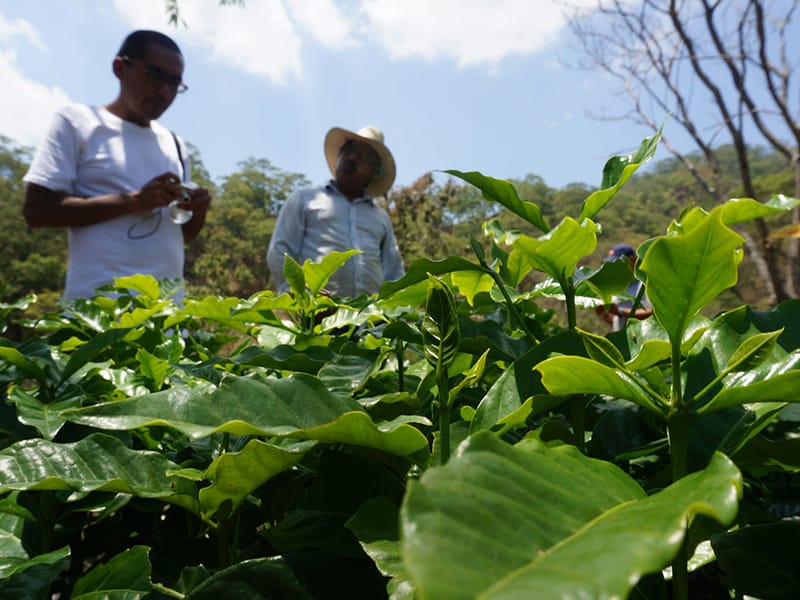 Två personer på en odling